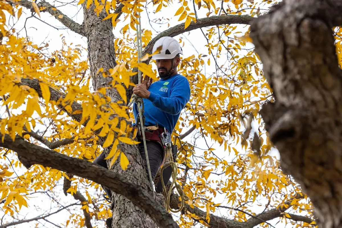 Skilled Tree Transplanting crew working in Harrington
