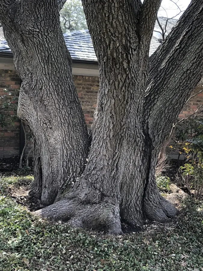 Mature heritage tree close to a Harrington property cared for by certified arborists