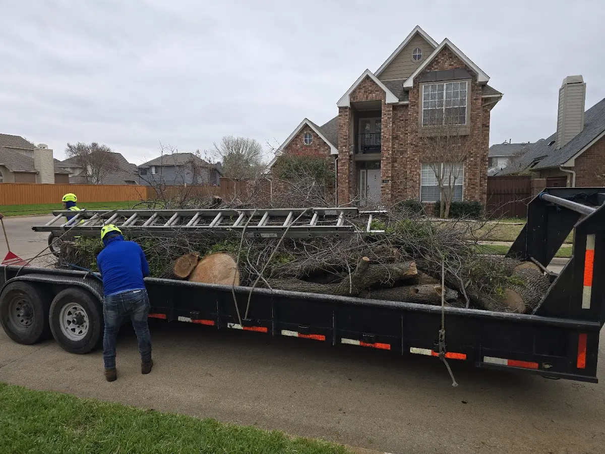 Expert Tree Removal with proper safety equipment in Harrington